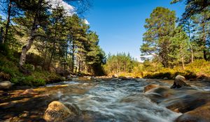 Preview wallpaper river, stones, stream, trees, spruce