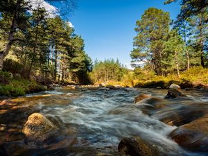 Preview wallpaper river, stones, stream, trees, spruce