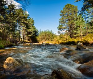 Preview wallpaper river, stones, stream, trees, spruce