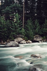 Preview wallpaper river, stones, stream, trees, spruce, forest