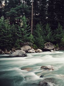 Preview wallpaper river, stones, stream, trees, spruce, forest