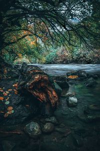 Preview wallpaper river, stones, trees, shore, water, landscape