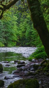 Preview wallpaper river, stones, trees, moss, forest