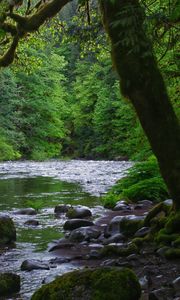 Preview wallpaper river, stones, trees, moss, forest