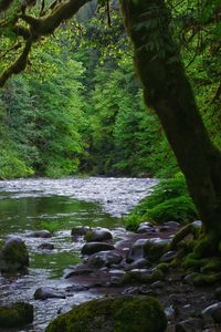 Preview wallpaper river, stones, trees, moss, forest