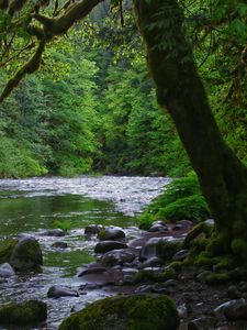 Preview wallpaper river, stones, trees, moss, forest