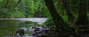 Preview wallpaper river, stones, trees, moss, forest