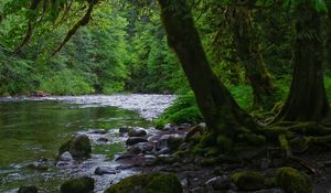 Preview wallpaper river, stones, trees, moss, forest