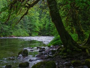 Preview wallpaper river, stones, trees, moss, forest