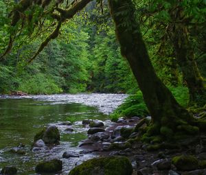 Preview wallpaper river, stones, trees, moss, forest