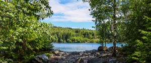 Preview wallpaper river, stones, trees, branches, forest