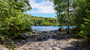 Preview wallpaper river, stones, trees, branches, forest
