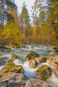 Preview wallpaper river, stones, trees, branches, stream