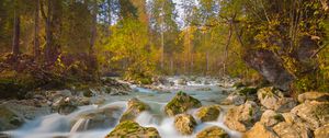 Preview wallpaper river, stones, trees, branches, stream
