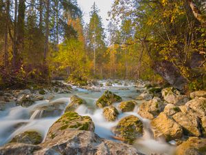 Preview wallpaper river, stones, trees, branches, stream