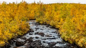 Preview wallpaper river, stones, trees, autumn, landscape, nature