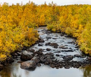 Preview wallpaper river, stones, trees, autumn, landscape, nature