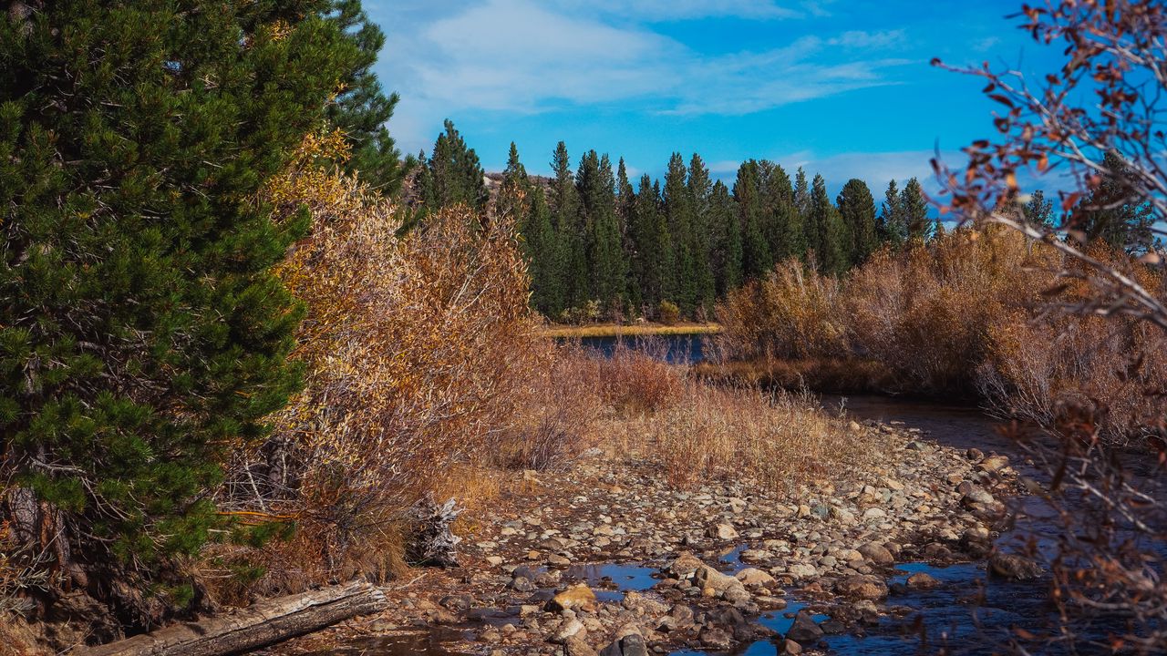 Wallpaper river, stones, trees, landscape, nature