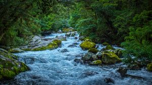 Preview wallpaper river, stones, trees, forest