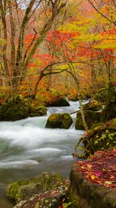 Preview wallpaper river, stream, autumn, trees, leaves