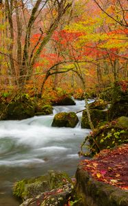 Preview wallpaper river, stream, autumn, trees, leaves
