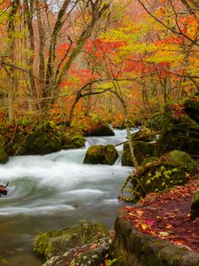 Preview wallpaper river, stream, autumn, trees, leaves