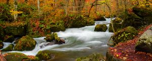 Preview wallpaper river, stream, autumn, trees, leaves