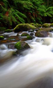 Preview wallpaper river, stream, fern, moss