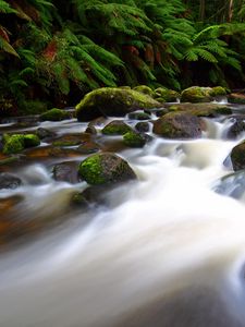 Preview wallpaper river, stream, fern, moss