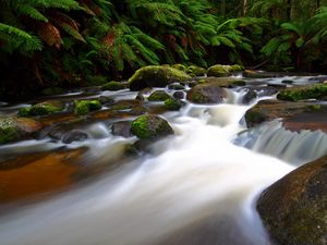 Preview wallpaper river, stream, fern, moss