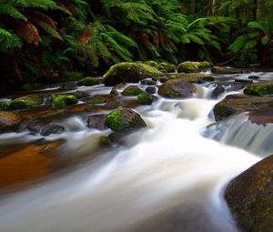 Preview wallpaper river, stream, fern, moss