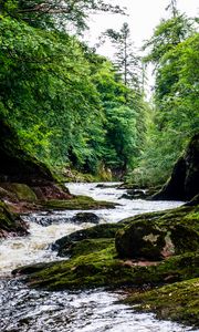 Preview wallpaper river, stream, forest, stone, moss