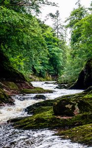 Preview wallpaper river, stream, forest, stone, moss