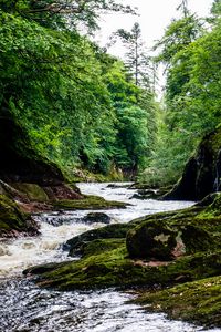 Preview wallpaper river, stream, forest, stone, moss