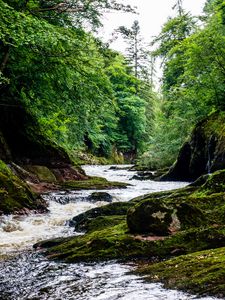 Preview wallpaper river, stream, forest, stone, moss