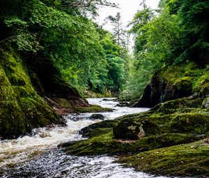 Preview wallpaper river, stream, forest, stone, moss