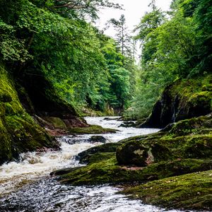 Preview wallpaper river, stream, forest, stone, moss