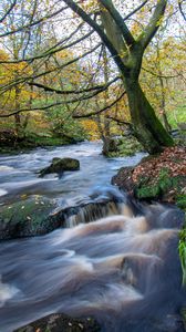 Preview wallpaper river, stream, forest, stones