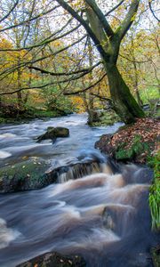 Preview wallpaper river, stream, forest, stones