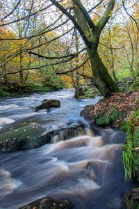 Preview wallpaper river, stream, forest, stones