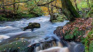 Preview wallpaper river, stream, forest, stones