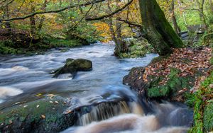 Preview wallpaper river, stream, forest, stones