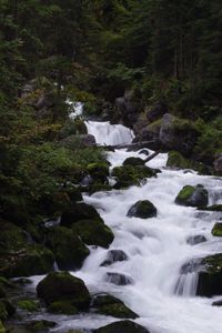 Preview wallpaper river, stream, forest, stones, trees, water