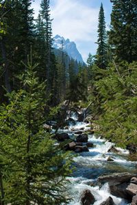 Preview wallpaper river, stream, forest, mountain, landscape, nature