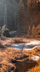 Preview wallpaper river, stream, grass, forest