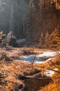 Preview wallpaper river, stream, grass, forest