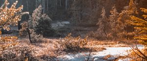 Preview wallpaper river, stream, grass, forest