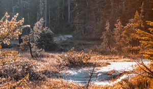 Preview wallpaper river, stream, grass, forest