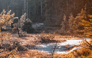 Preview wallpaper river, stream, grass, forest