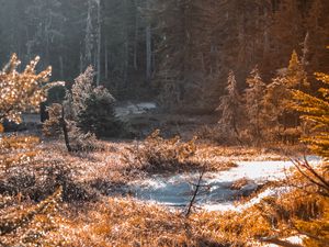 Preview wallpaper river, stream, grass, forest